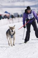 Lenk 2013